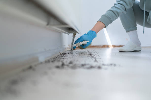 Best Spider Control Near Me  in Burnham, PA
